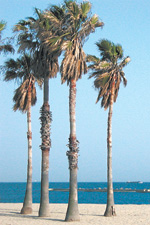 海浜公園のパームツリー